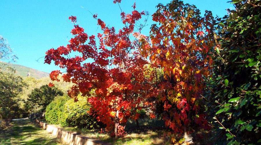 Otoño en la Sierra de Gredos - Hotel Rural El Camino Otoño en la Sierra de Gredos - Hotel Rural El Camino